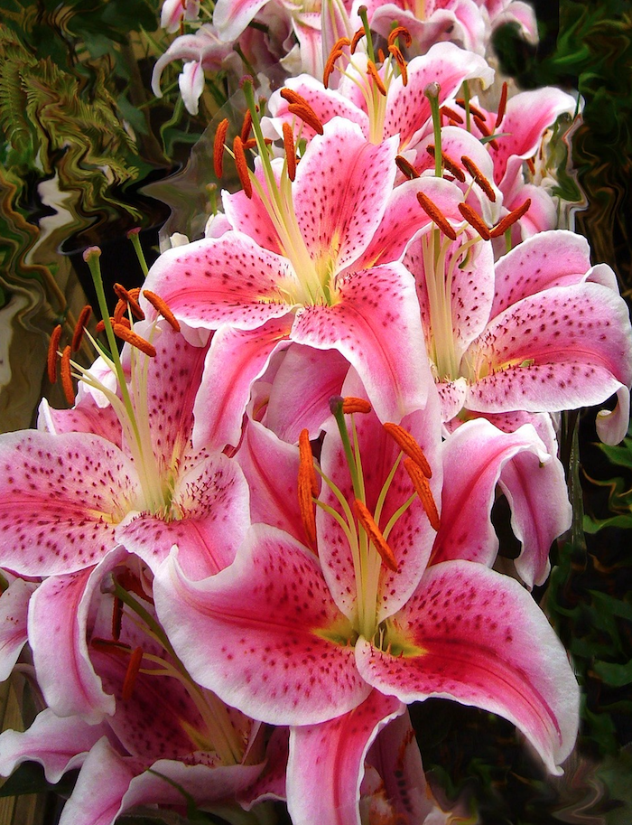 Looking like stars and leaning to the sky, starglazer lilies bring good luck from the heavens